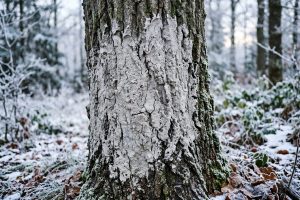 Närbild på en trädstam som behandlats med en ljus askpasta för att skydda barken mot frostsprickor och mossa under vintern.